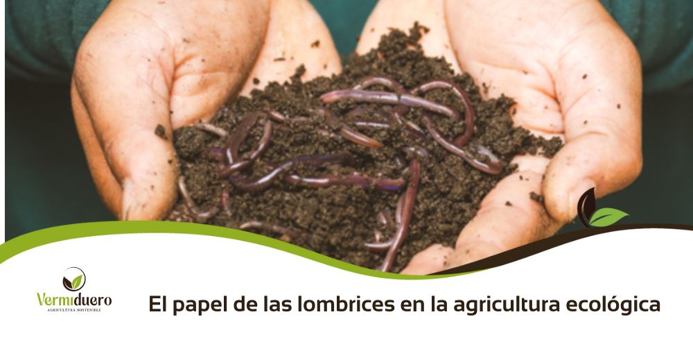 El papel de las lombrices en la agricultura ecológica