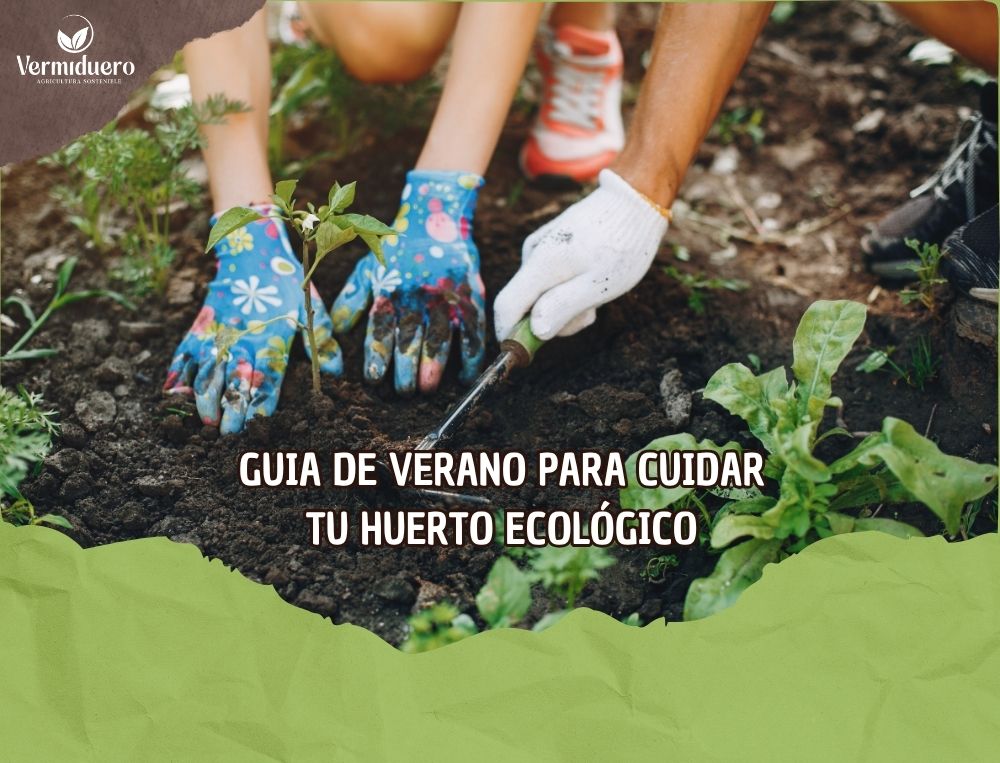 cuidar tu huerto en verano