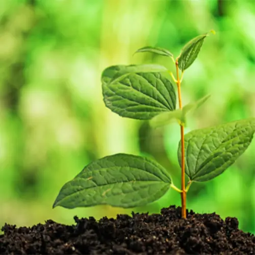Humus líquido y bioestimulantes