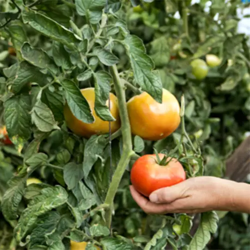 Extractos vegetales y protectores